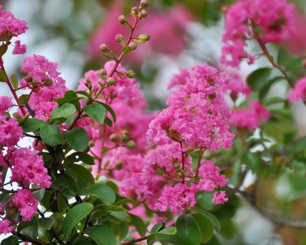 Crepe Myrtle Removal in Bozeman