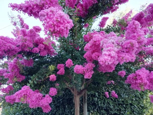 Crape Myrtle Pruning in Bozeman