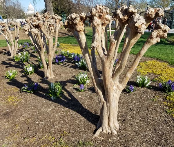 Myrtle Tree Removal in Bozeman