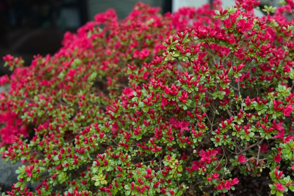 Weigela Removal Service in Bozeman