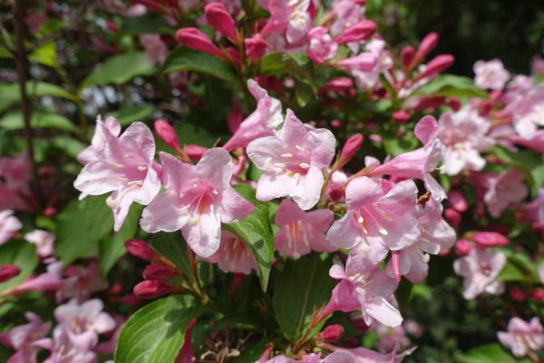 Weigela Pruning Service in Bozeman