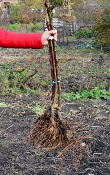 Shrub Root Removal in Bozeman