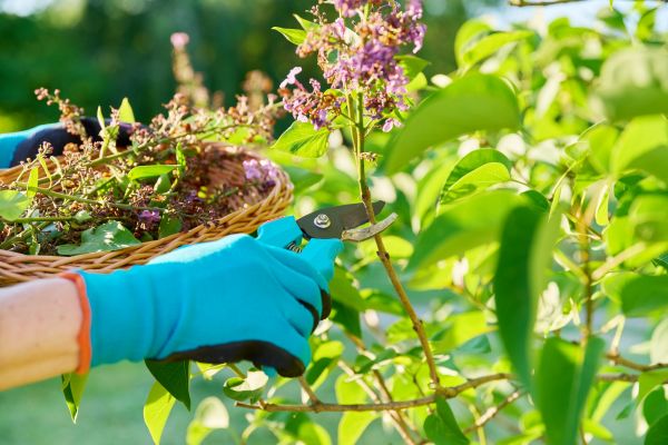 Lilac Trimming Service in Bozeman
