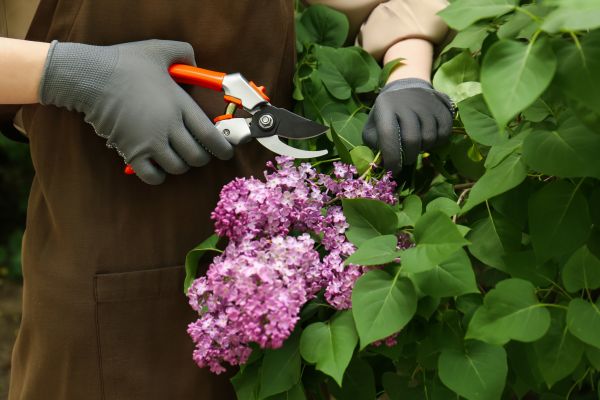 Lilac Pruning Service in Bozeman