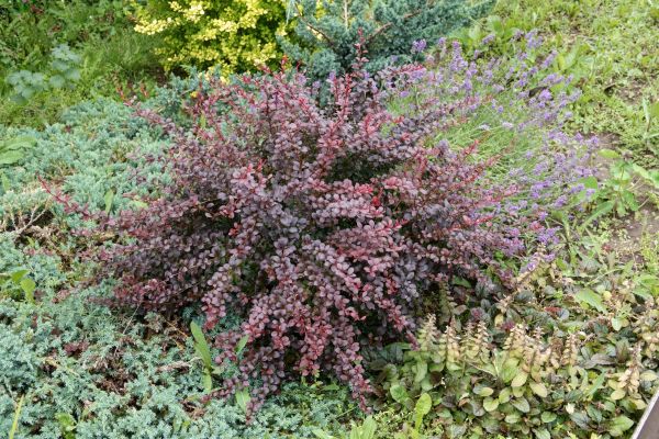 Japanese Barberry Removal in Bozeman