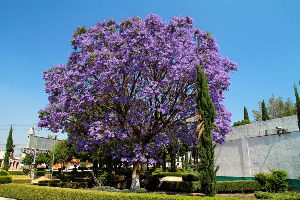 Jacaranda Pruning in Bozeman