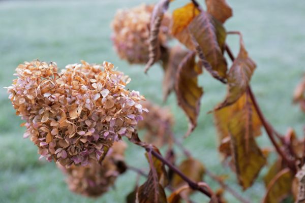 Hydrangea Removal in Bozeman