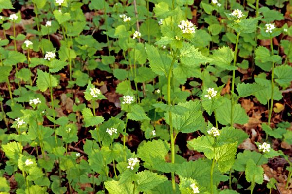 Garlic Mustard Removal in Bozeman