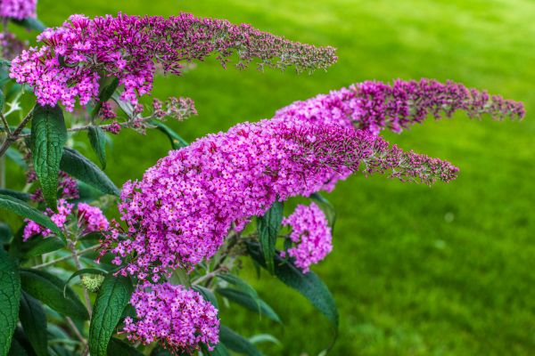 Butterfly Bush Removal in Bozeman