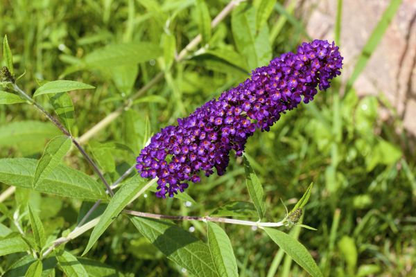 Butterfly Bush Pruning in Bozeman
