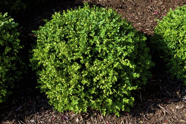 Boxwood Removal in Bozeman
