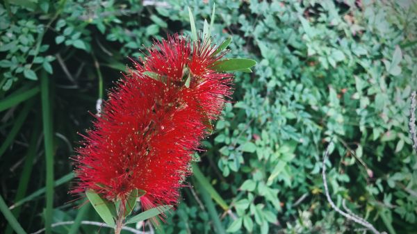 Bottlebrush Pruning in Bozeman