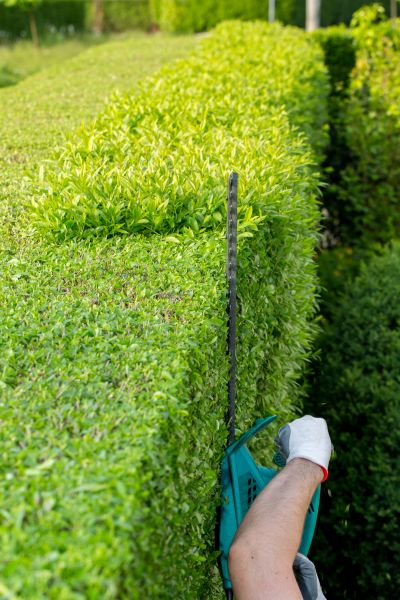 Hedge Trimming in Bozeman